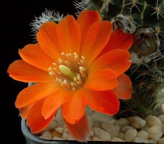 Rebutia_raushii